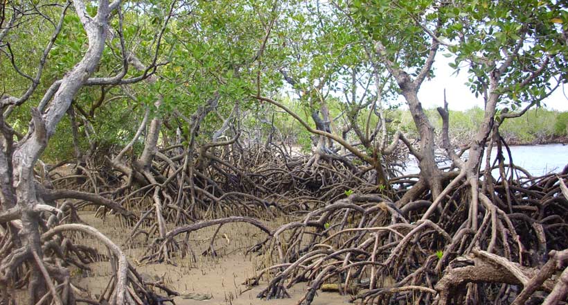 Nettoyage de la mangrove de Majicavo : 750 sacs de déchets collectés