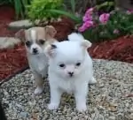 Adorable et magnifique chiot chihuahua