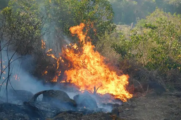 deforestation à mayotte