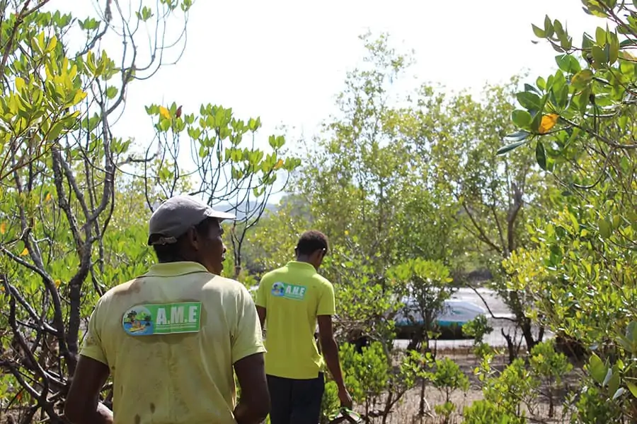 5000-plants-paletuviers-mis-en-terre-mangrove-tsimkoura-depuis-un-an