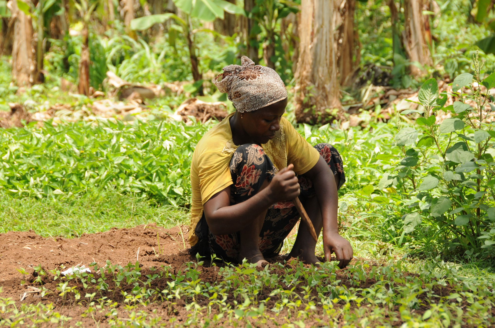 observatoire-des-agricultures-de-locean-indien