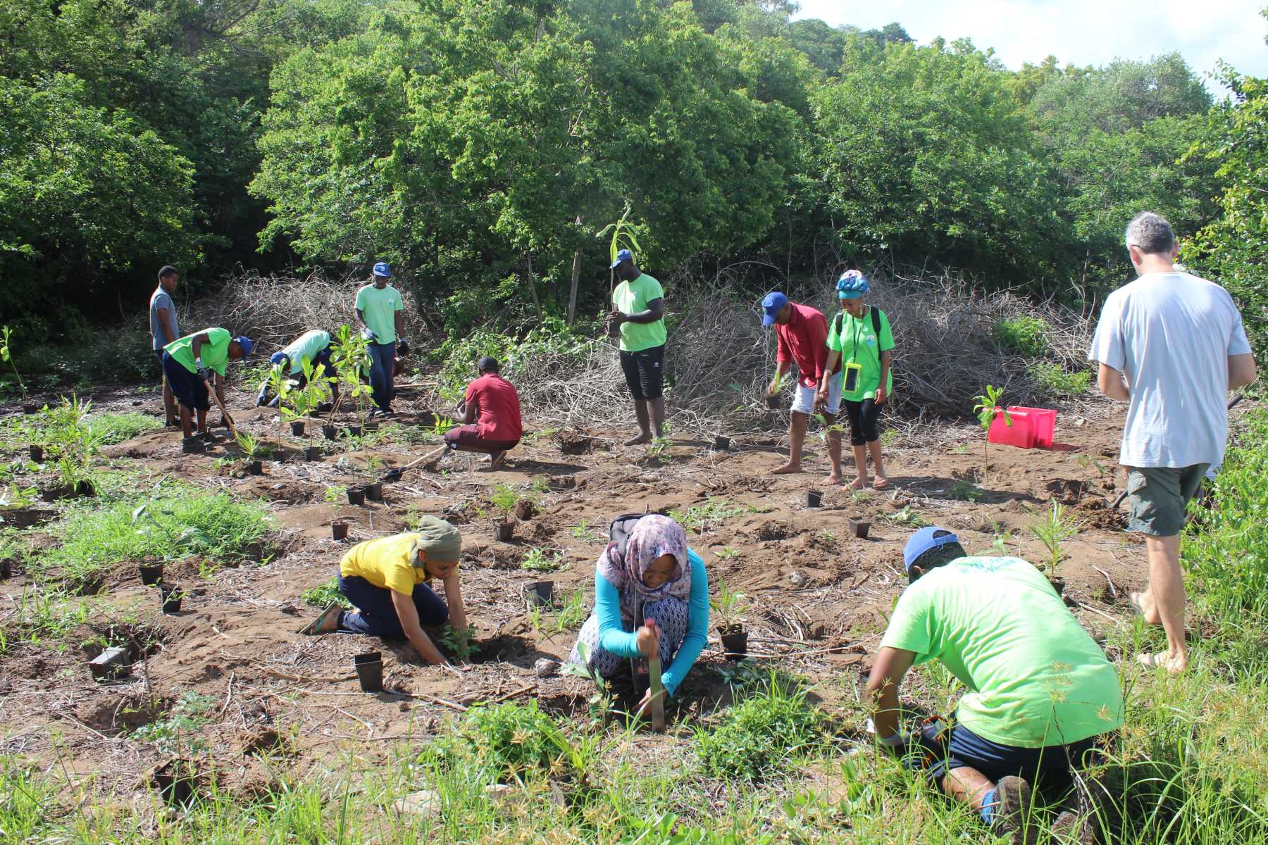 200-plants-despeces-indigenes-deployes-sur-lilot-de-bandrele