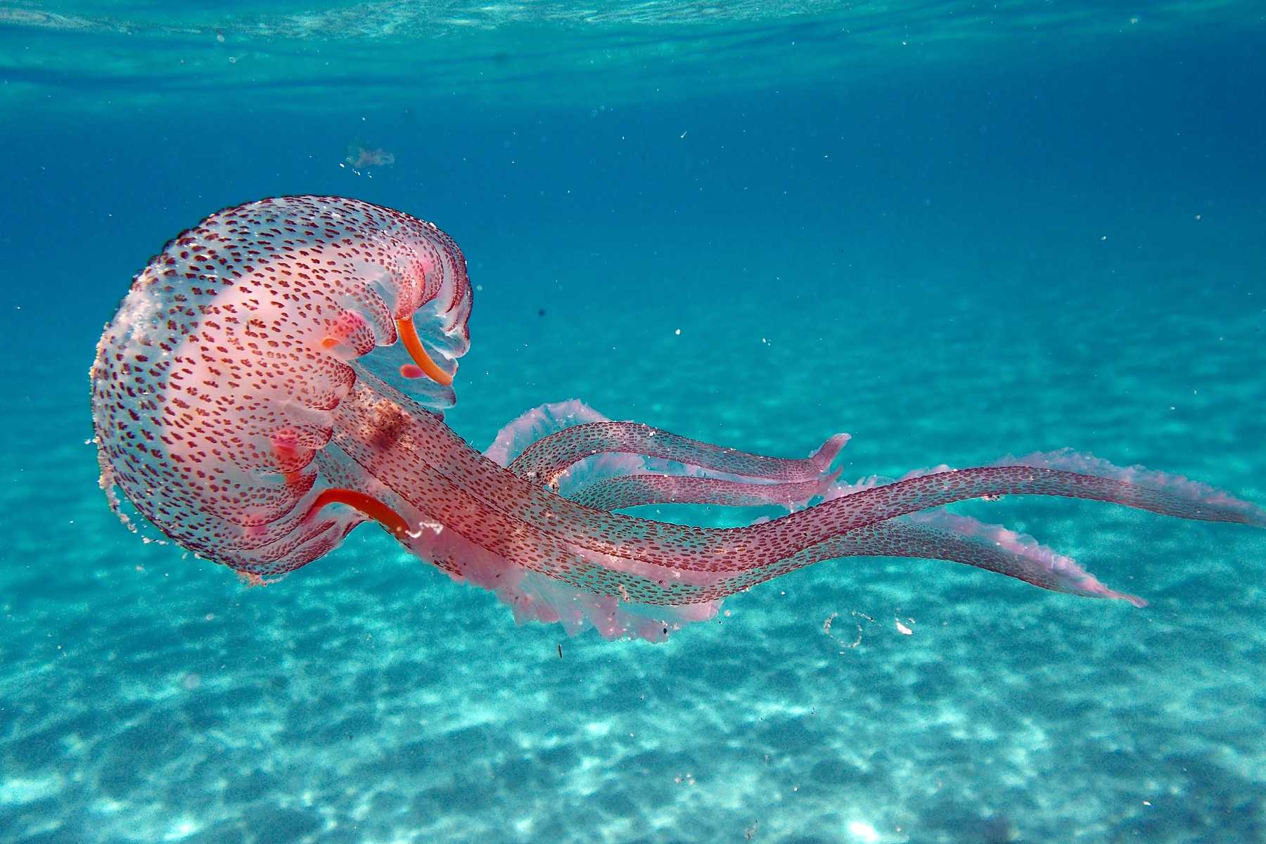 meduses-dimanche-piquant-plage-trevani