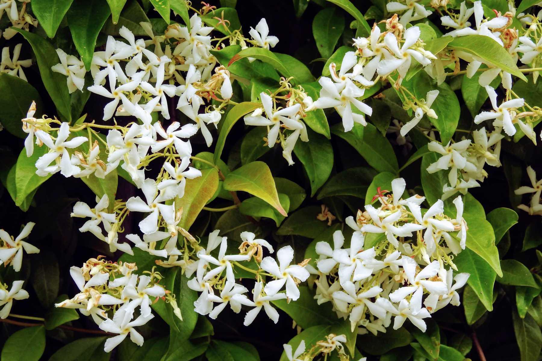 bientot-un-cluster-jasmin-a-mayotte