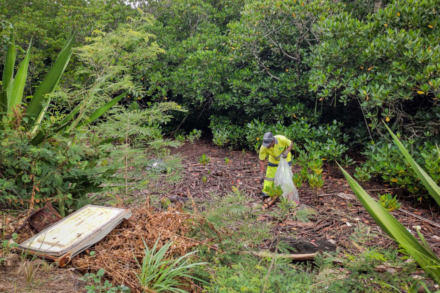 les-dechets-ce-fleau-des-mangroves