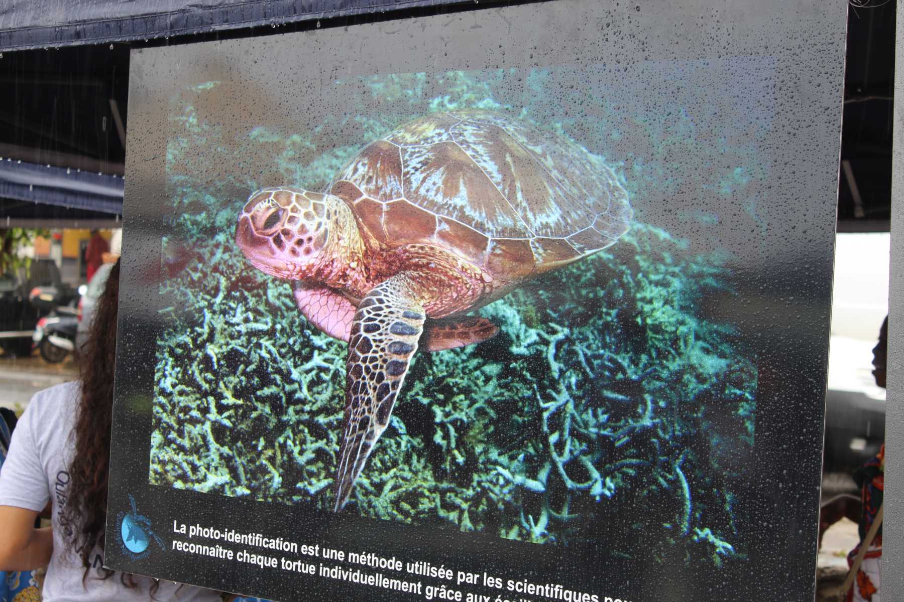 cest-au-tour-de-mtsamboro-de-celebrer-les-tortues-marines