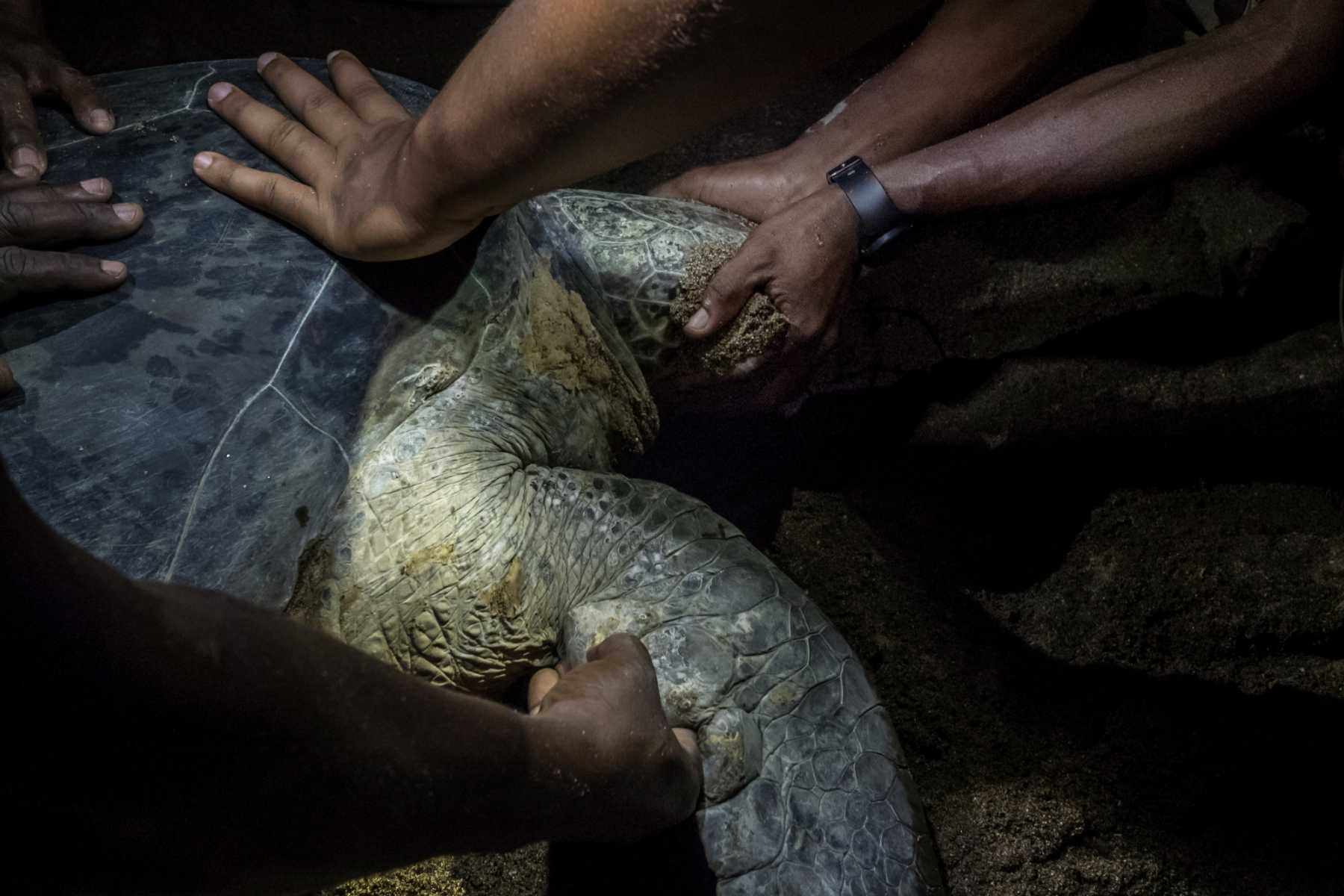 tortues-marines-un-nombre-de-pontes-a-mayotte-encore-sous-estime