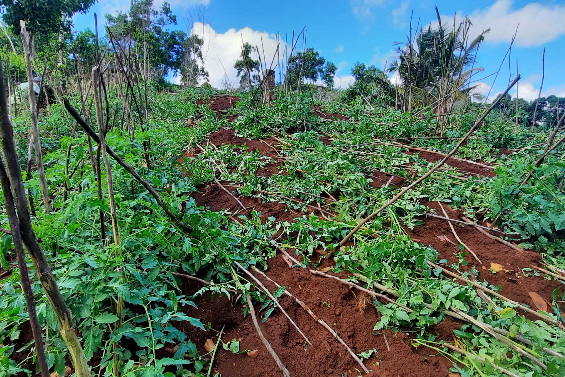 une-operation-de-lutte-contre-la-deforestation-dans-la-foret-de-majimbini