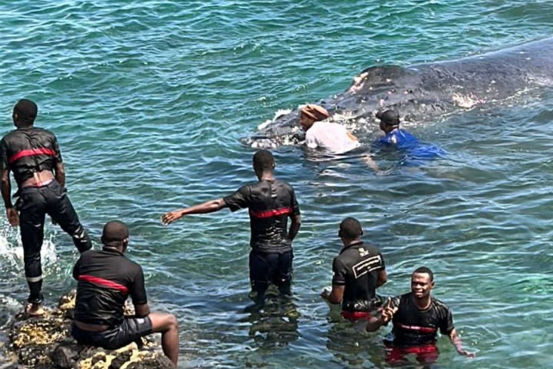 comores-apres-le-baleineau-sauve-le-pays-sattend-a-la-visite-dautres-cetaces