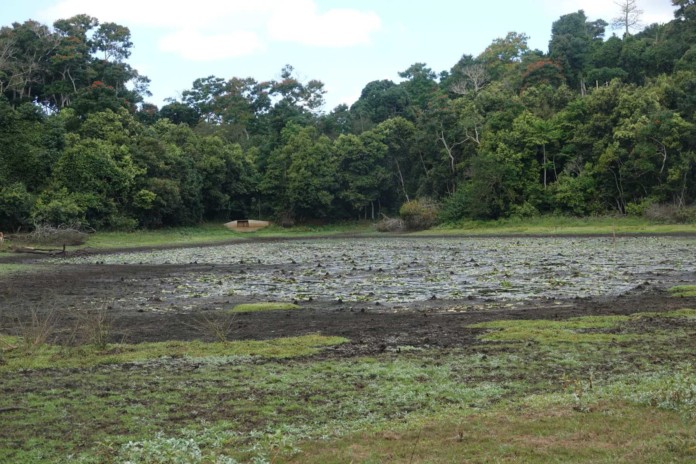 la-biodiversite-mahoraise-elle-aussi-fortement-touchee