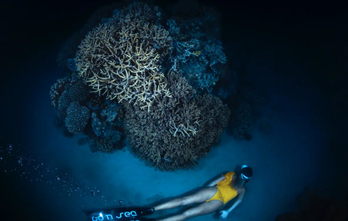 mayotte-au-salon-de-la-plongee-sous-marine-a-partir-de-jeudi