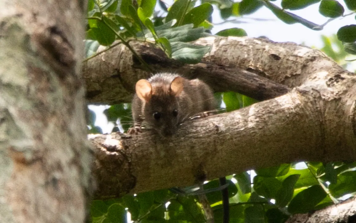 quand-makis-sont-la-rats-dansent-sur-lilot-mbouzi