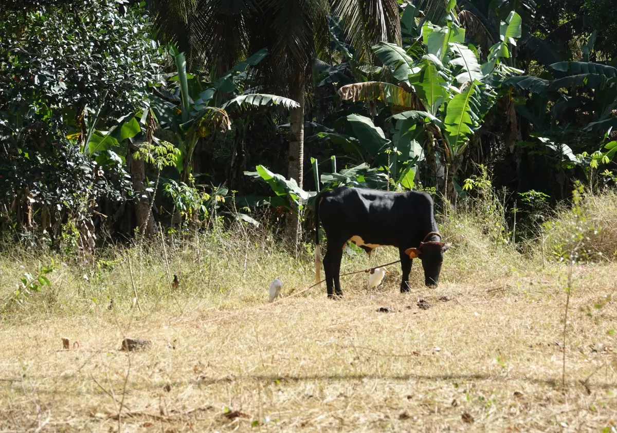 agriculteurs-vont-pouvoir-etre-indemnises-calamite-agricole