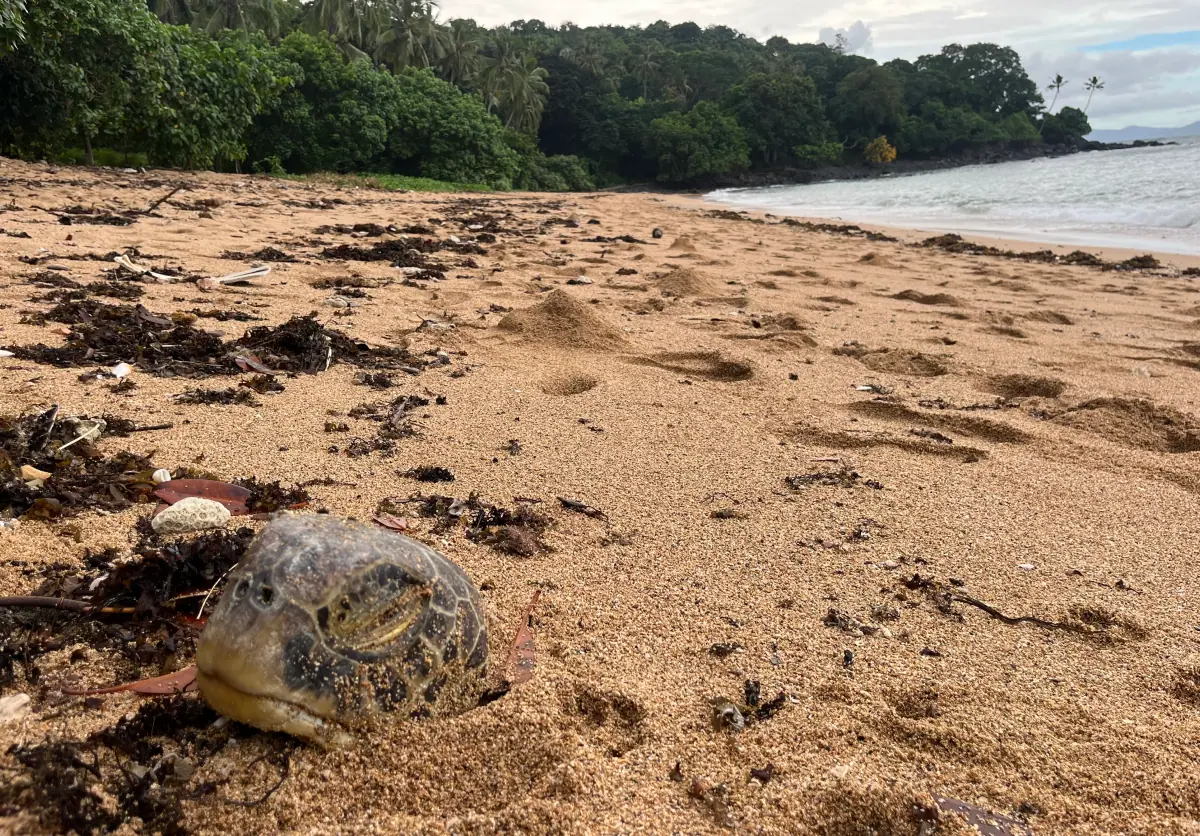 citoyens-veillent-sur-les-tortues