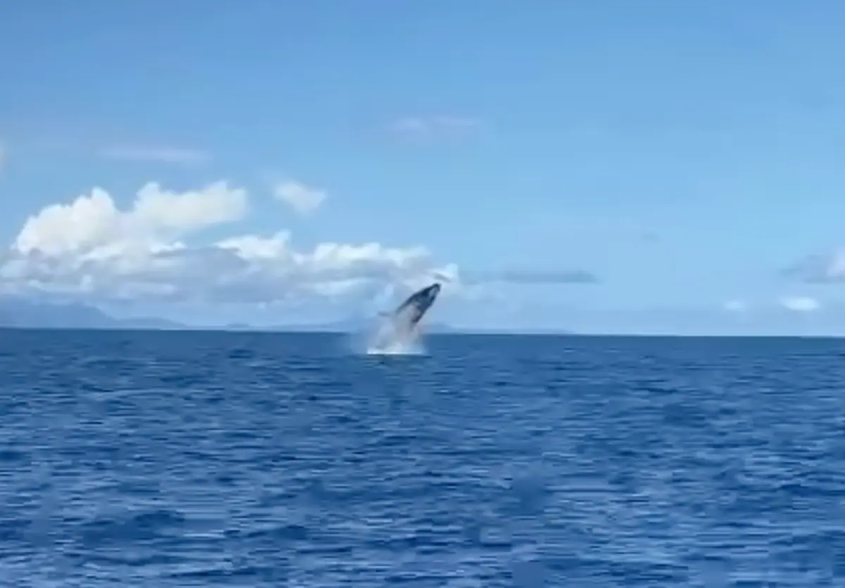 premieres-baleines-observees-a-mayotte-ce-week-end