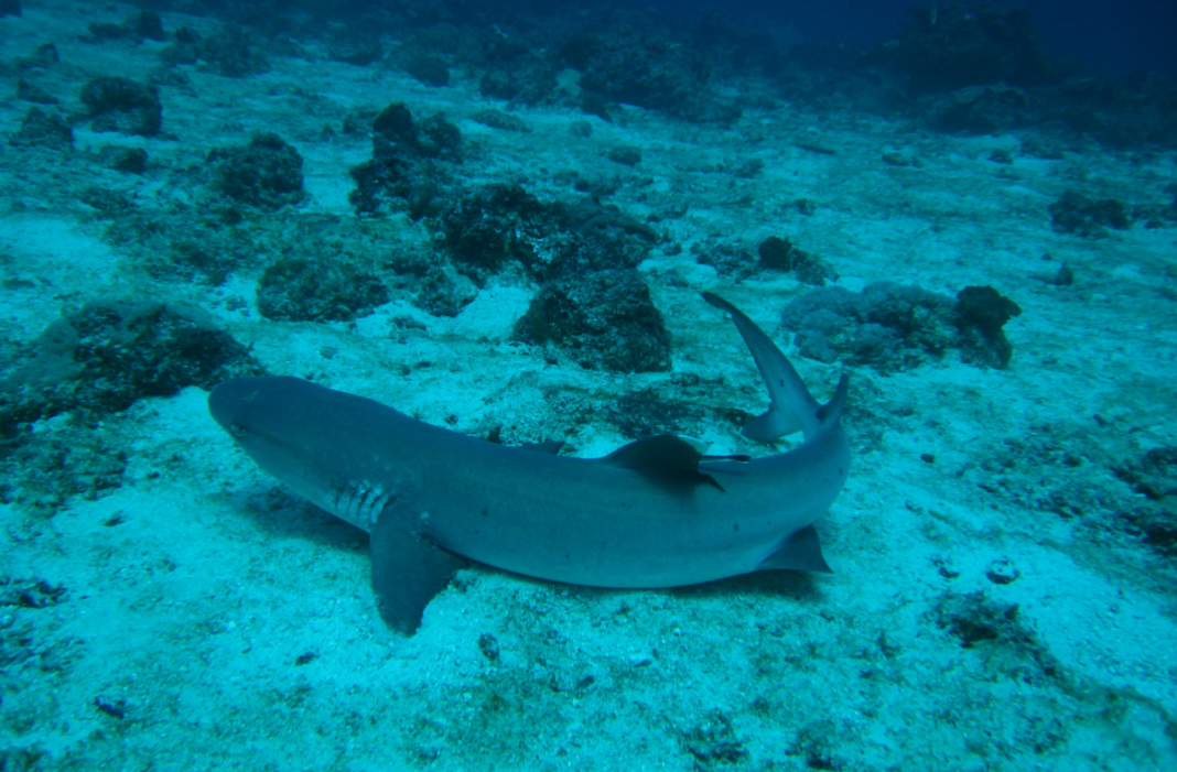 nosy-be-plonger-dans-la-reserve-marine-de-nosy-tanikely