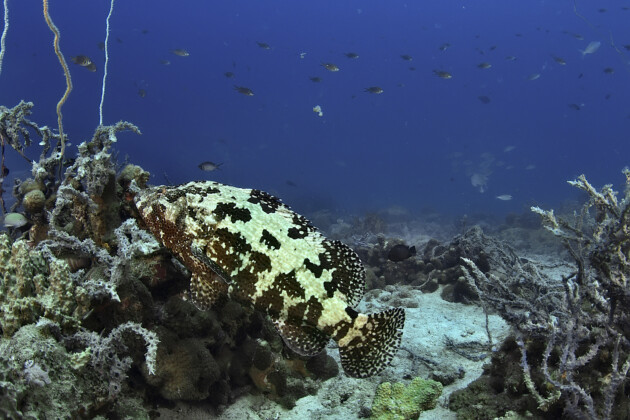 nosy-be-plonger-dans-la-reserve-marine-de-nosy-tanikely