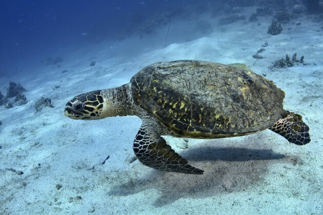 nosy-be-plonger-dans-la-reserve-marine-de-nosy-tanikely