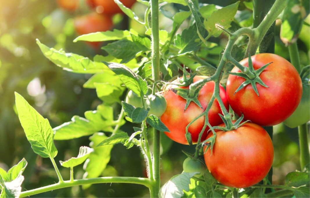 contre-les-tomates-non-conformes-la-prefecture-tire-la-sonnette-dalarme