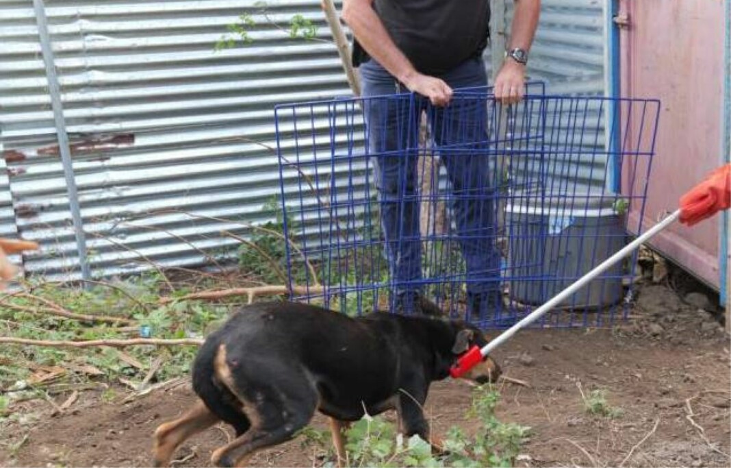 un-an-de-prison-pour-de-la-maltraitance-sur-treize-chiens