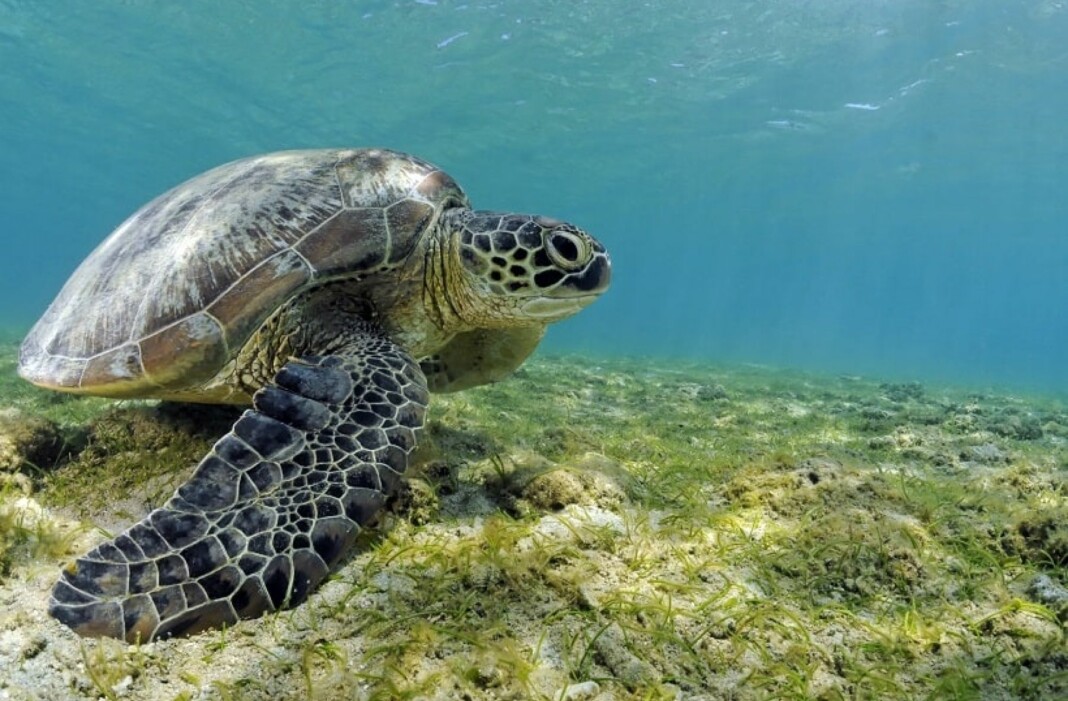 un-appel-aux-dons-pour-le-centre-de-soins-pour-les-tortues