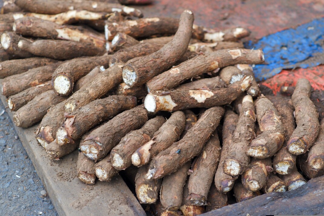 cyclone-chido-allegement-des-regles-dimportation-de-vegetaux