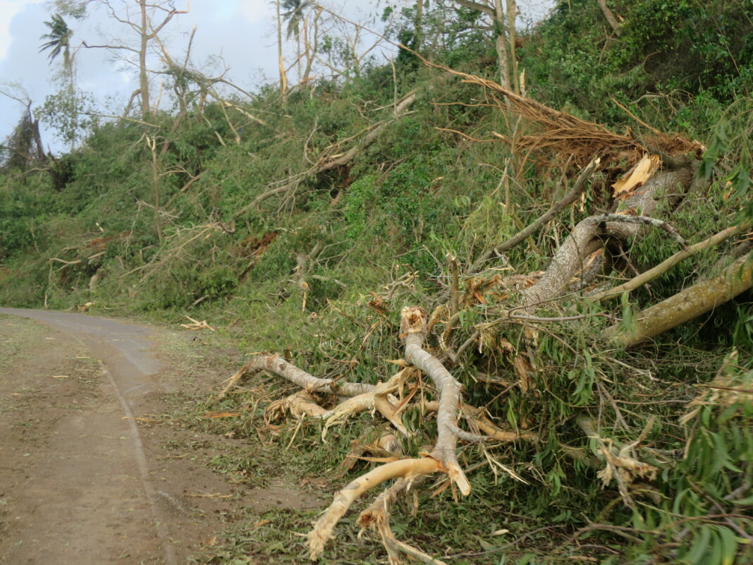 on-avait-deja-besoin-de-reforester-maintenant-la-tache-est-multipliee