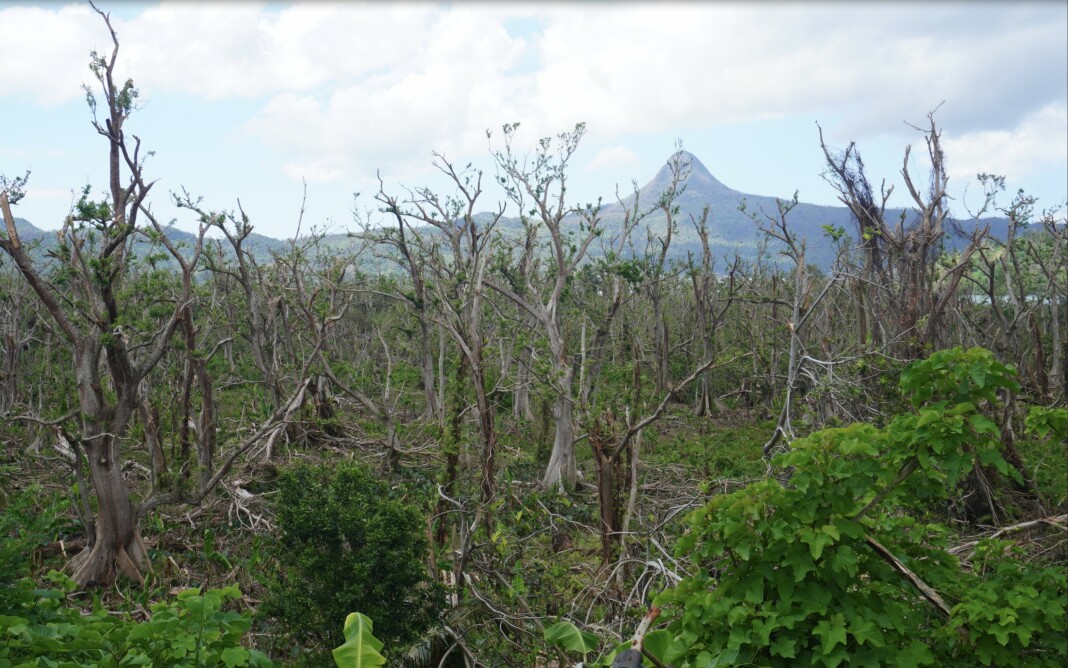 les-naturalistes-appellent-le-public-a-participer-a-la-reforestation