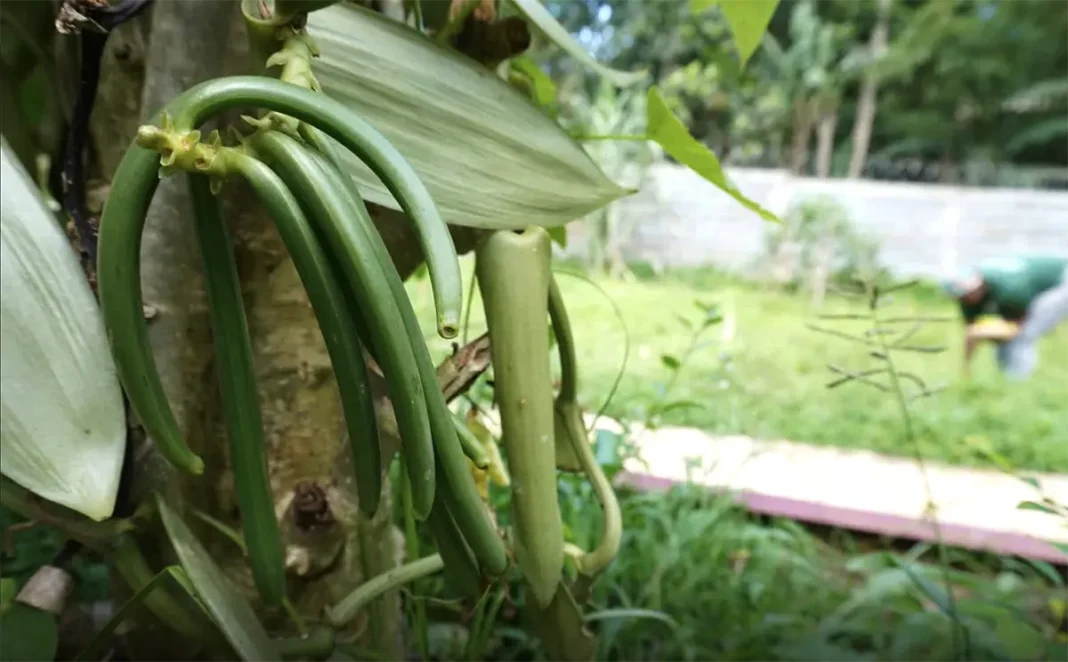 mayotte-sera-bien-representee-au-salon-de-lagriculture ‎