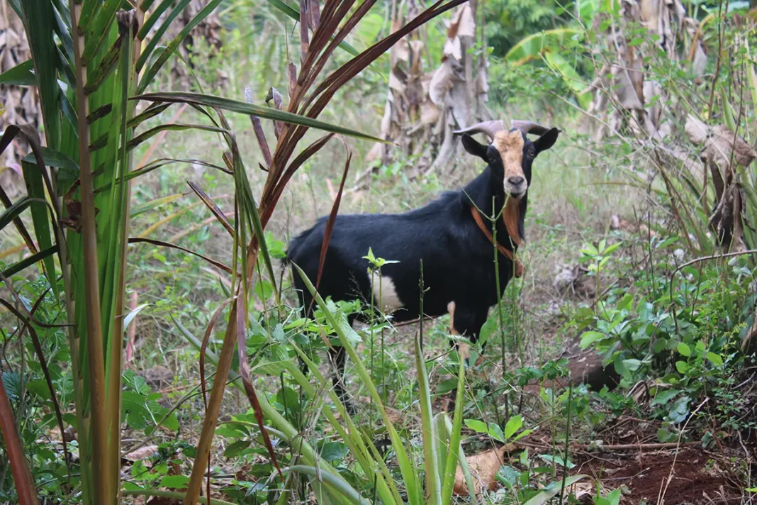 chido-une-aide-de-200-euros-versee-aux-agriculteurs-mahorais