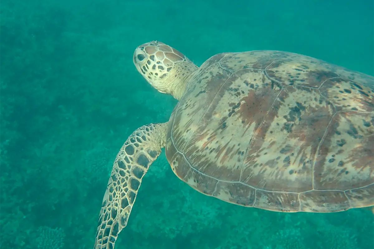 ils-avaient-deja-decoupe-la-tortue-un-braconnier-interpelle-par-les-agents-de-lofb